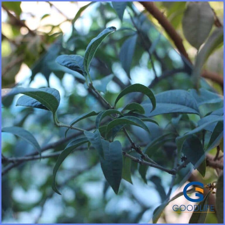 GOODLIFE 3mm translucent blue solid polycarbonate sheet for high light transmission roofing